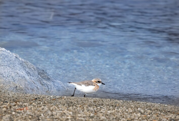 lesser sand plover near pangong lake in himalayas