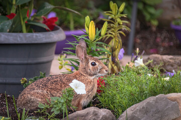 Naklejka na ściany i meble Cute rabbit in the garden with spring flowers. Spring time concept, Easter concept