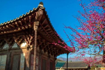 봄을 알리는 홍매화