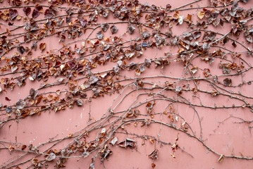 Ivy vines on a red wall in winter, Taoist temple, Luodai, Sichuan province, China - 579897716