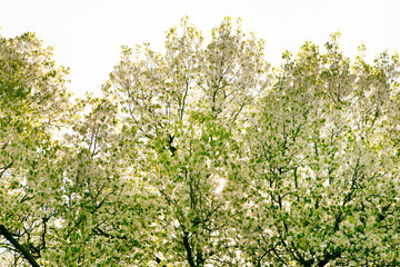 Trees in bloom during spring season