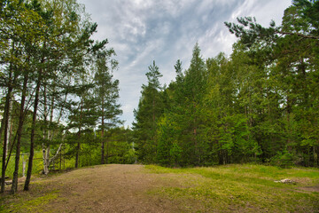 Fototapeta na wymiar Green glade edge field in mysterious pine forest, Park Mon Repos, Vyborg, Russia