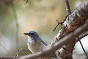 Woodhouse Scrub Jay
