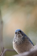Scrub jay in the pine tree