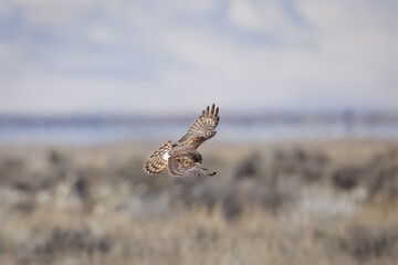 Harrier in Flight 