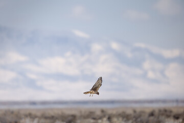 Harrier in Flight 