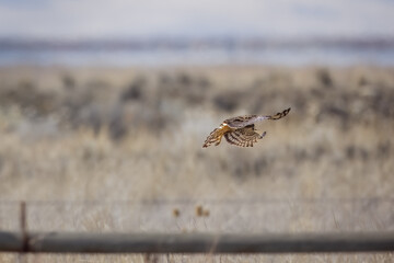Harrier in Flight 