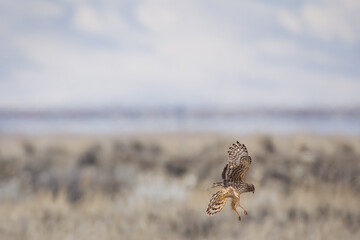 Harrier in Flight 