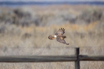 Harrier in Flight 