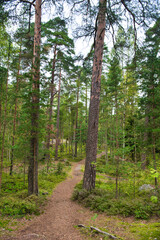 Obraz premium Path in pine forest in Park Mon Repos, Vyborg, Russia