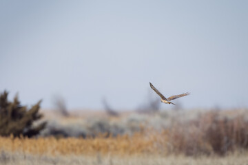 Harrier in Flight 