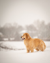 Golden Retriever in Snow