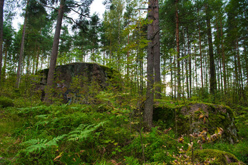 Obraz premium Huge boulders stones covered with moss in the pine forest, Park Mon Repos, Vyborg, Russia