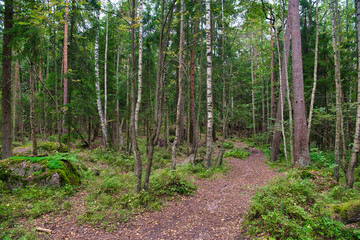Fototapeta premium Path in pine forest in Park Mon Repos, Vyborg, Russia