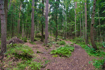Beautiful pine forest in Park Mon Repos, Vyborg, Russia