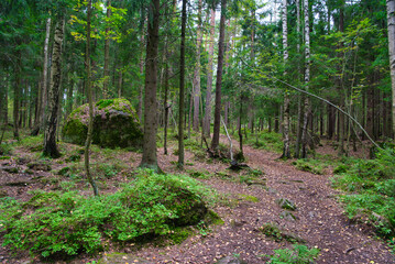 Fototapeta premium Huge boulders stones covered with moss in the pine forest, Park Mon Repos, Vyborg, Russia