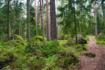 Fototapeta premium Beautiful pine forest in Park Mon Repos, Vyborg, Russia
