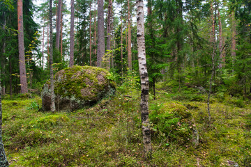 Huge boulders stones covered with moss in the pine forest, Park Mon Repos, Vyborg, Russia