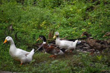 ducks on the grass