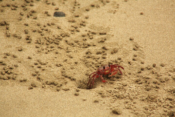 crab on the sand