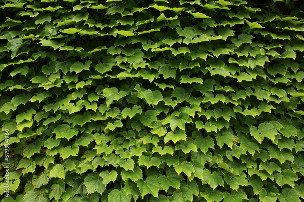 Sticker ivy leaves in summer