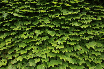 ivy leaves in summer
