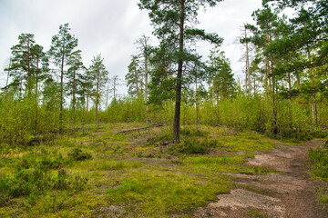 Green glade edge field in mysterious pine forest, Park Mon Repos, Vyborg, Russia