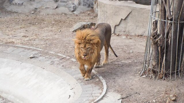 The lion walks back and forth The zoo lion