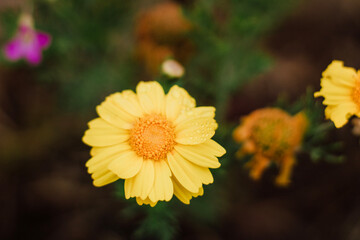 yellow flower