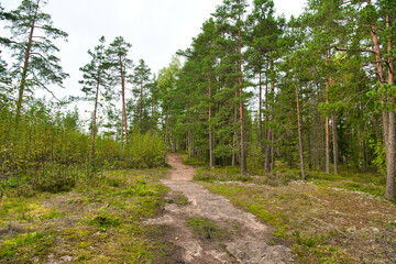 Green glade edge field in mysterious pine forest, Park Mon Repos, Vyborg, Russia