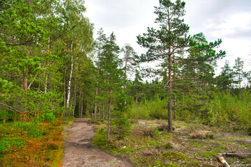 Obraz premium Green glade edge field in mysterious pine forest, Park Mon Repos, Vyborg, Russia