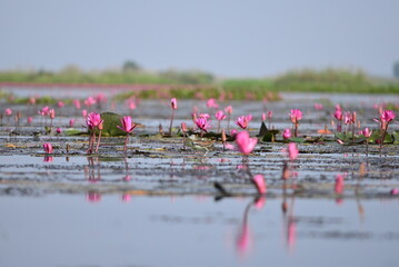 Nong Harn Lake in Thailand with plenty of Lotus flower