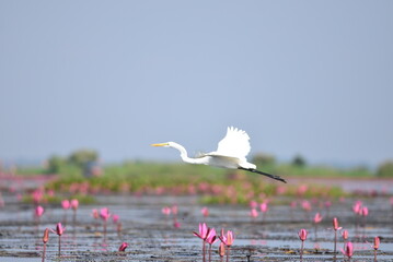 Nong Harn Lake in Thailand with plenty of Lotus flower