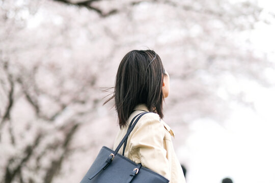 満開の桜を見る女性の後ろ姿