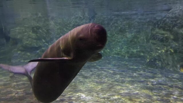 Finless porpoise swimming and rolling underwater