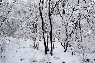a winter forest
