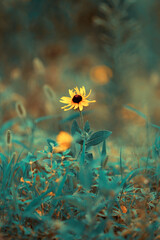 Fototapeta na wymiar sunflower in field