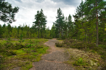 Fototapeta na wymiar Path in mysterious beautiful pine forest, Park Mon Repos, Vyborg, Russia