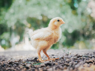 A little chicken in garden