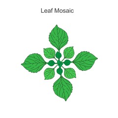 Leaf mosaic,an important adaptation which makes maximum use of dispersed light,may be spiral,opposite or verticillate. botany 