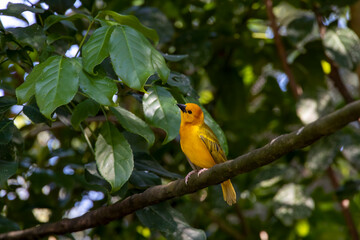 A cute golden palm weaver looks up to the sky as it perches in a tree in Orlando, Florida.