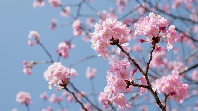 春の晴天の青空に咲く桜　花見・入学・入社・入園・卒業・春のイメージ