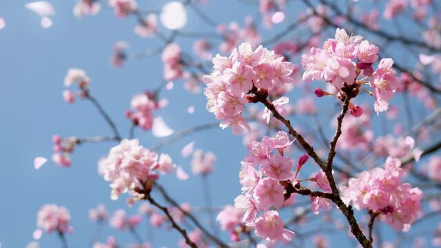 春の晴天の青空に咲く桜　花見・入学・入社・入園・卒業・春のイメージ　舞う花びら追加