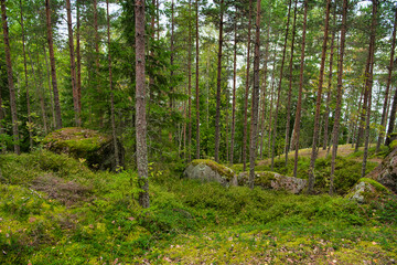 Beautiful pine forest in Park Mon Repos, Vyborg, Russia