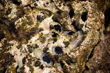 Lots of urchins.
