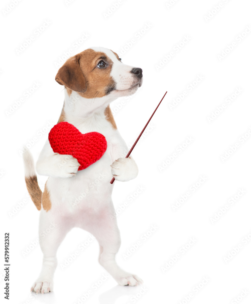 Poster jack russell terrier puppy holds heart and points away on empty space. isolated on white background