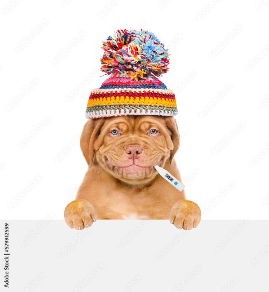 Poster smiling puppy wearing warm hat holds thermometer in it mouth and looks above empty white banner. iso