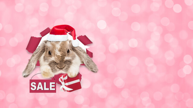 Cute rabbit wearing red santa hat looking through hole in paper,holding gift box and showing signboard with labeled "sale". Shade trendy color of the year 2023 - Viva Magenta background. Empty space - Powered by Adobe