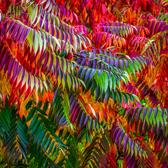 Bright colorful leaves on bushes and trees in the autumn.