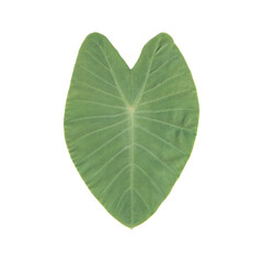 green leaf love shape isolated on white